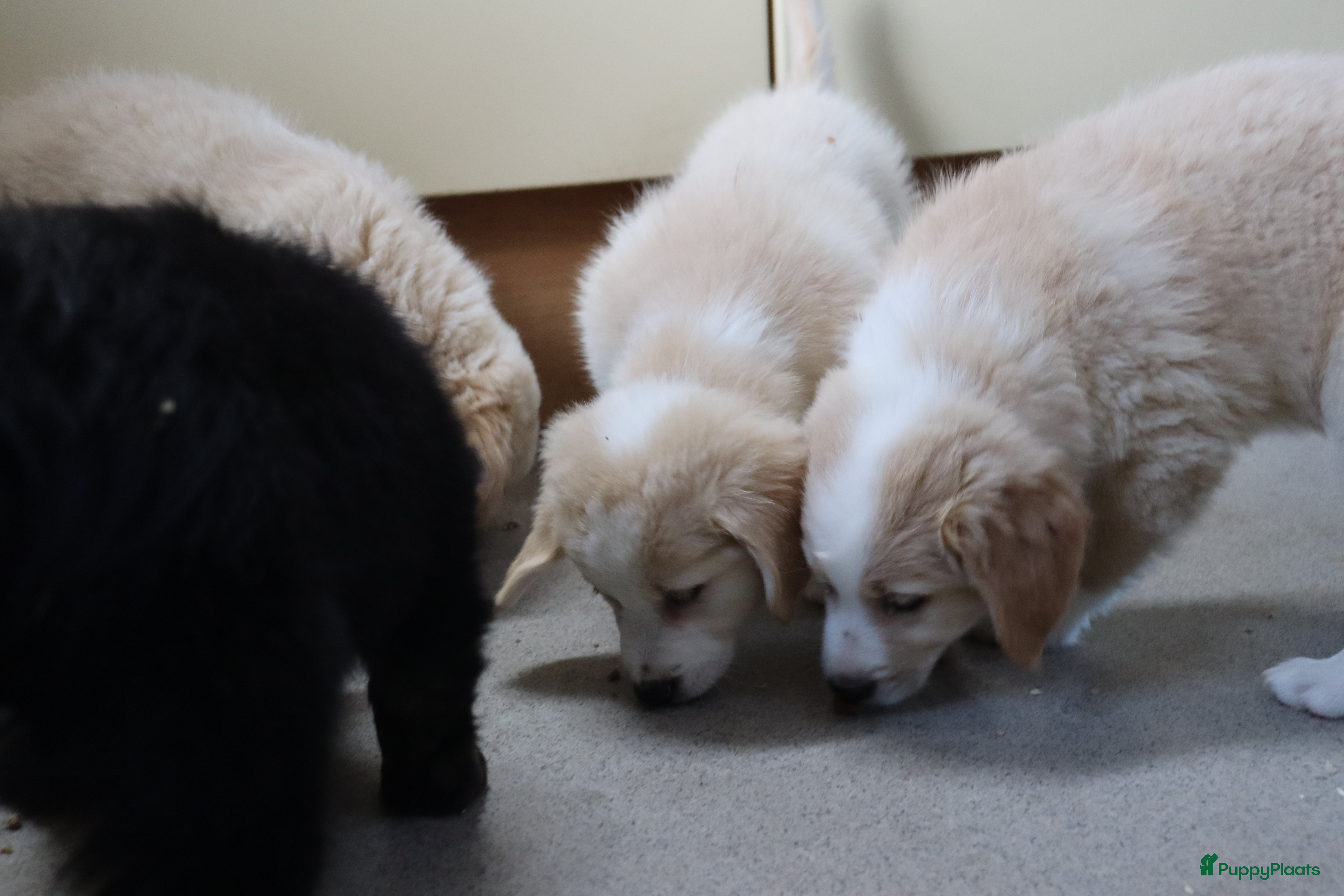 Goldador honden Super Lieve Golden Retriever pups te koop - Advertentie 3