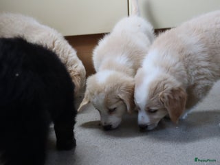 Goldador honden Super Lieve Golden Retriever pups te koop - Advertentie 3