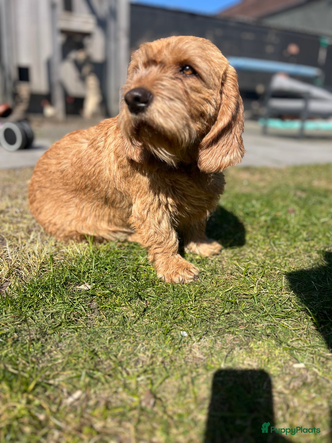 Basset fauve de Bretagne honden te koop: Raszuivere Basset fauve de Bretagne pups  - Advertentie 5