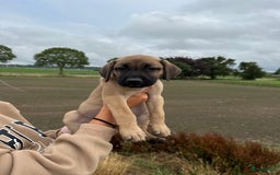 Boerboel honden te koop: 4 lieve boerboel + turkse kangal pups te koop - Afbeelding 4
