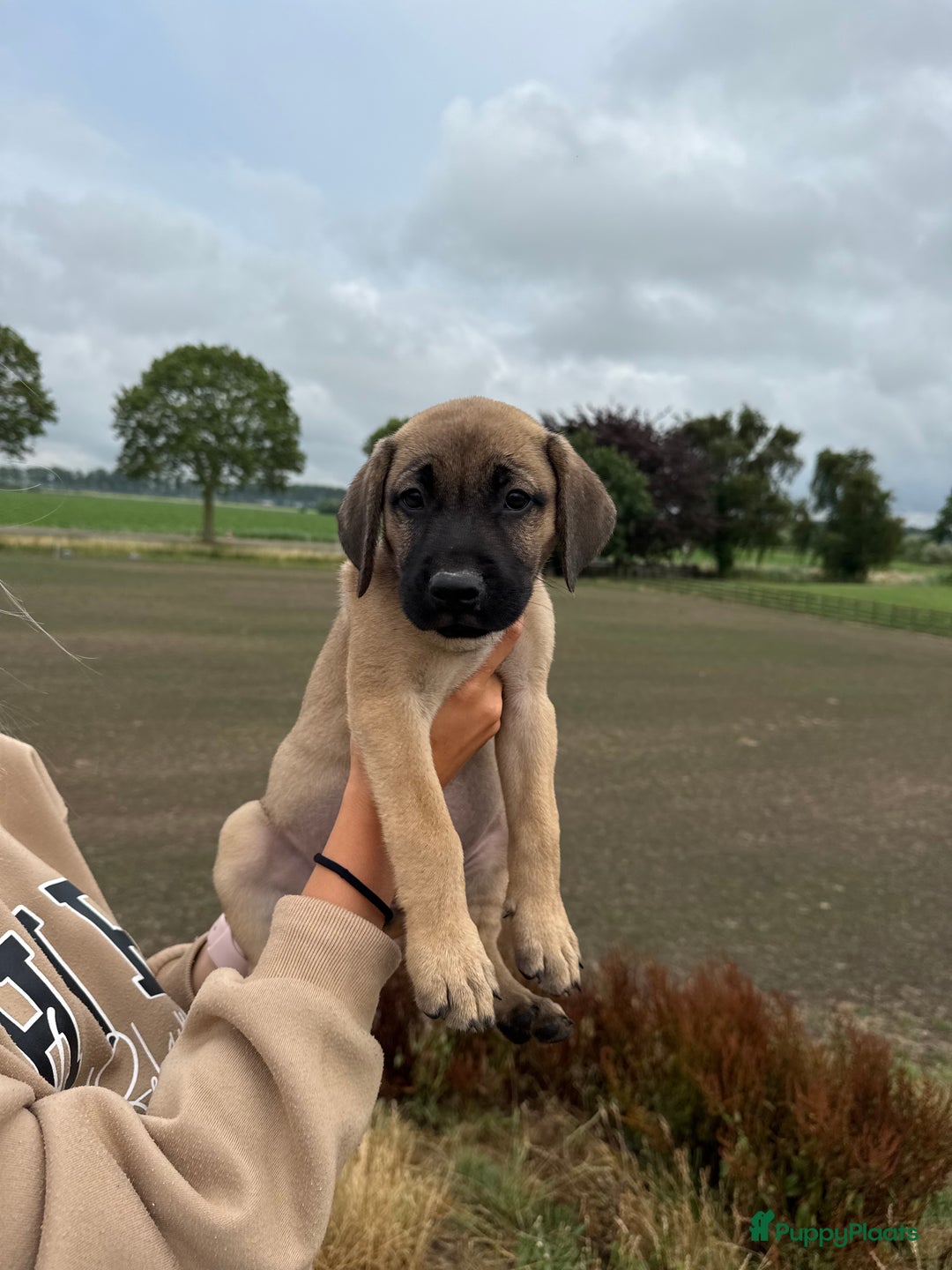 Boerboel honden te koop: 4 lieve boerboel + turkse kangal pups te koop - Afbeelding 4