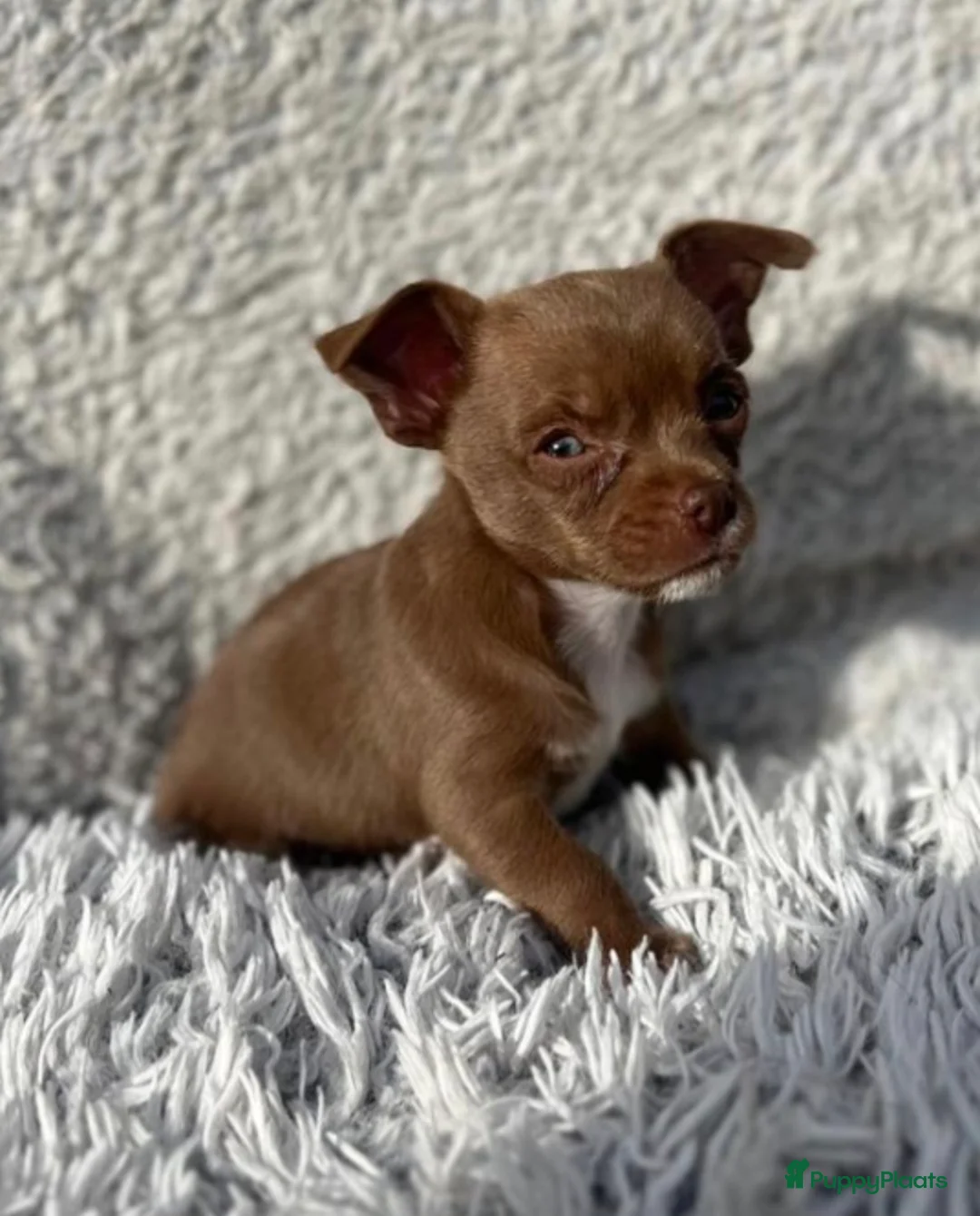 Chihuahua honden te koop: Chihuahua caramel pup reutje - Advertentie 4