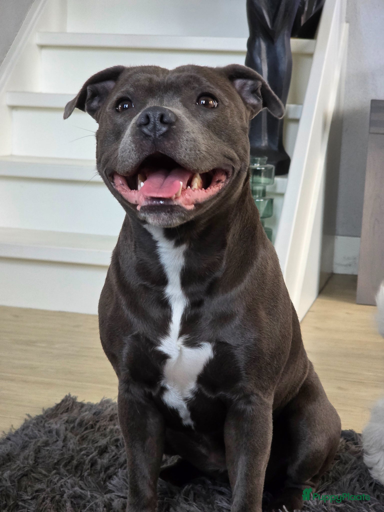 Engelse Stafford honden Engelse stafford Fci stamboom  - Advertentie 2