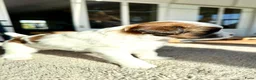 Kruising honden te koop: Mini Doodle pups – parels op zoek naar jouw hart!  - Advertentie 17
