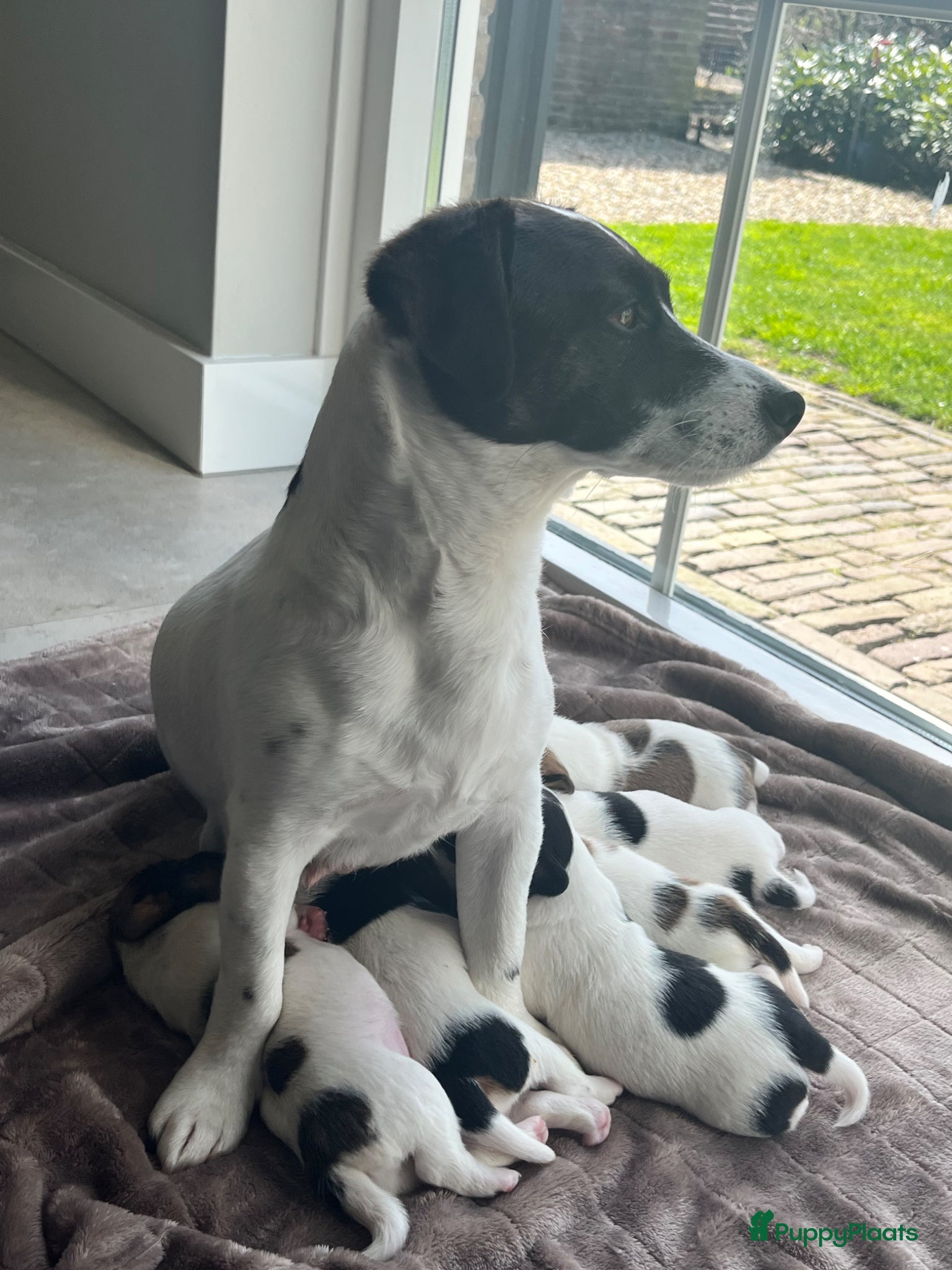 Jack Russel Terriër honden Laagbenige kortharige Jack Russell pups geboren - Advertentie 8