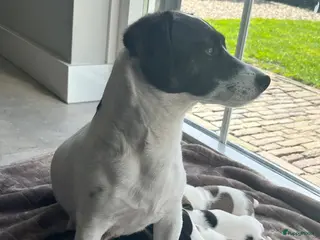 Jack Russel Terriër honden Laagbenige kortharige Jack Russell pups geboren - Advertentie 8