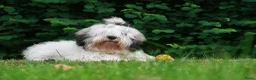 Polski Owczarek Nizinny honden te koop: Gouden mandje zoeken - Advertentie 2
