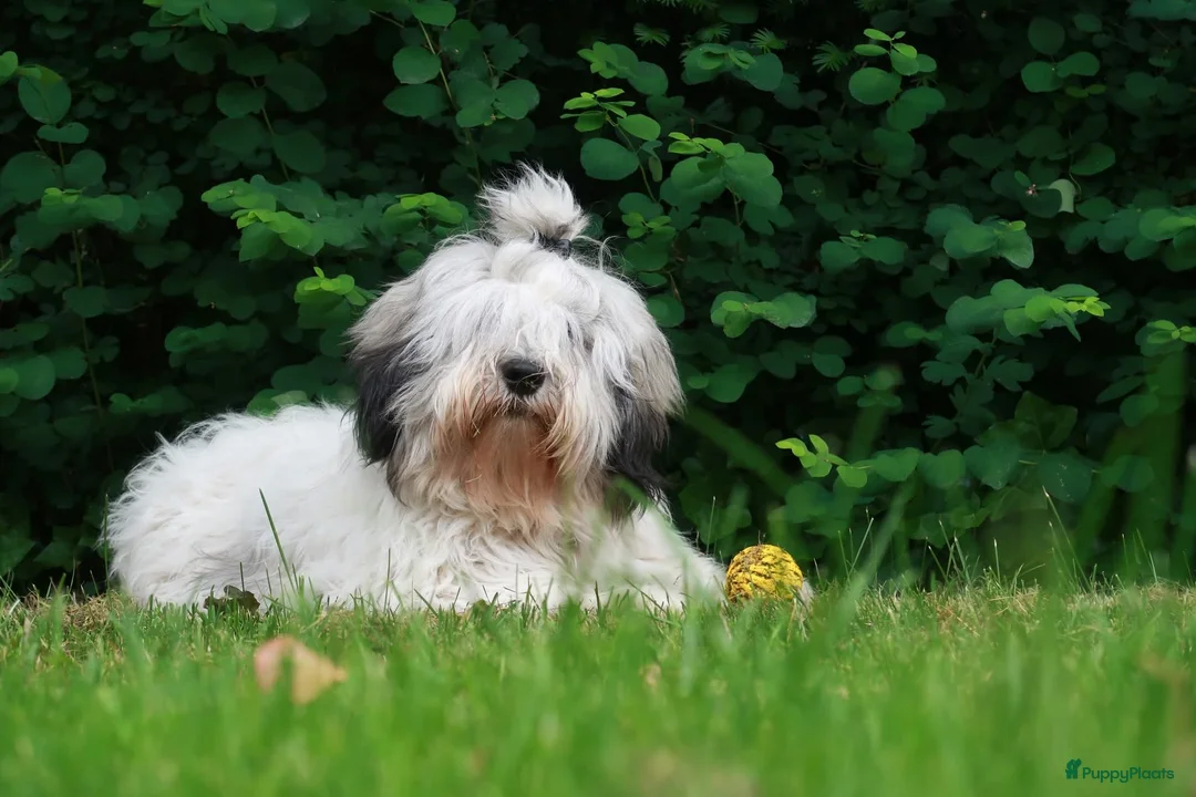 Polski Owczarek Nizinny honden te koop: Gouden mandje zoeken - Advertentie 2