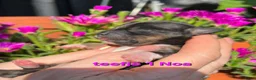 Chihuahua honden te koop: Chihuahua pups - Advertentie 5