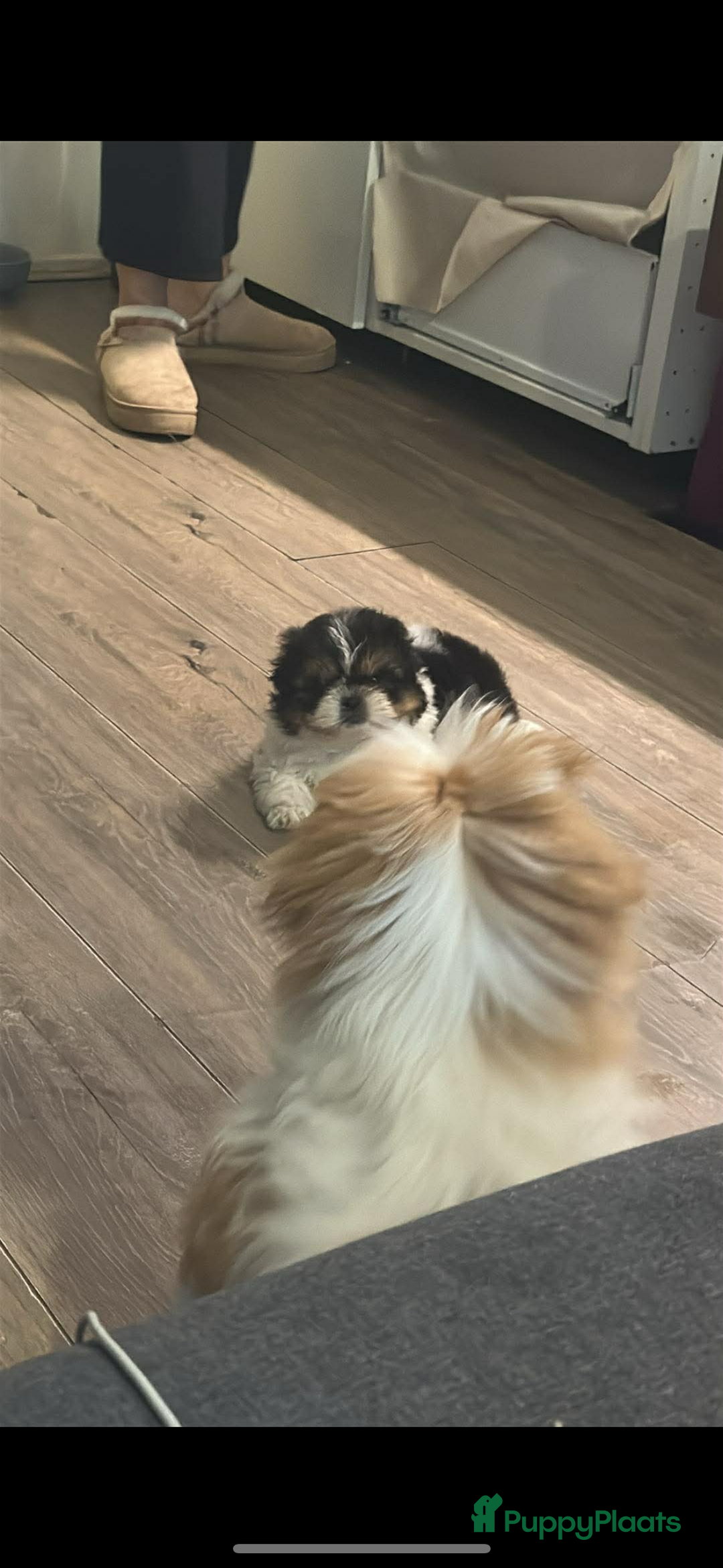 Shih Tzu honden te koop: Een 7 weken oud, raszuiver Shih Tzu-teefje,  - Advertentie 4