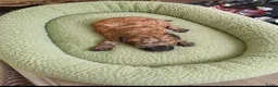 Poedel Toy honden te koop:  4  toy poedel pupjes reutjes een gereserveerd  - Advertentie 5