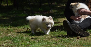 Pomchi honden - Advertentie 14