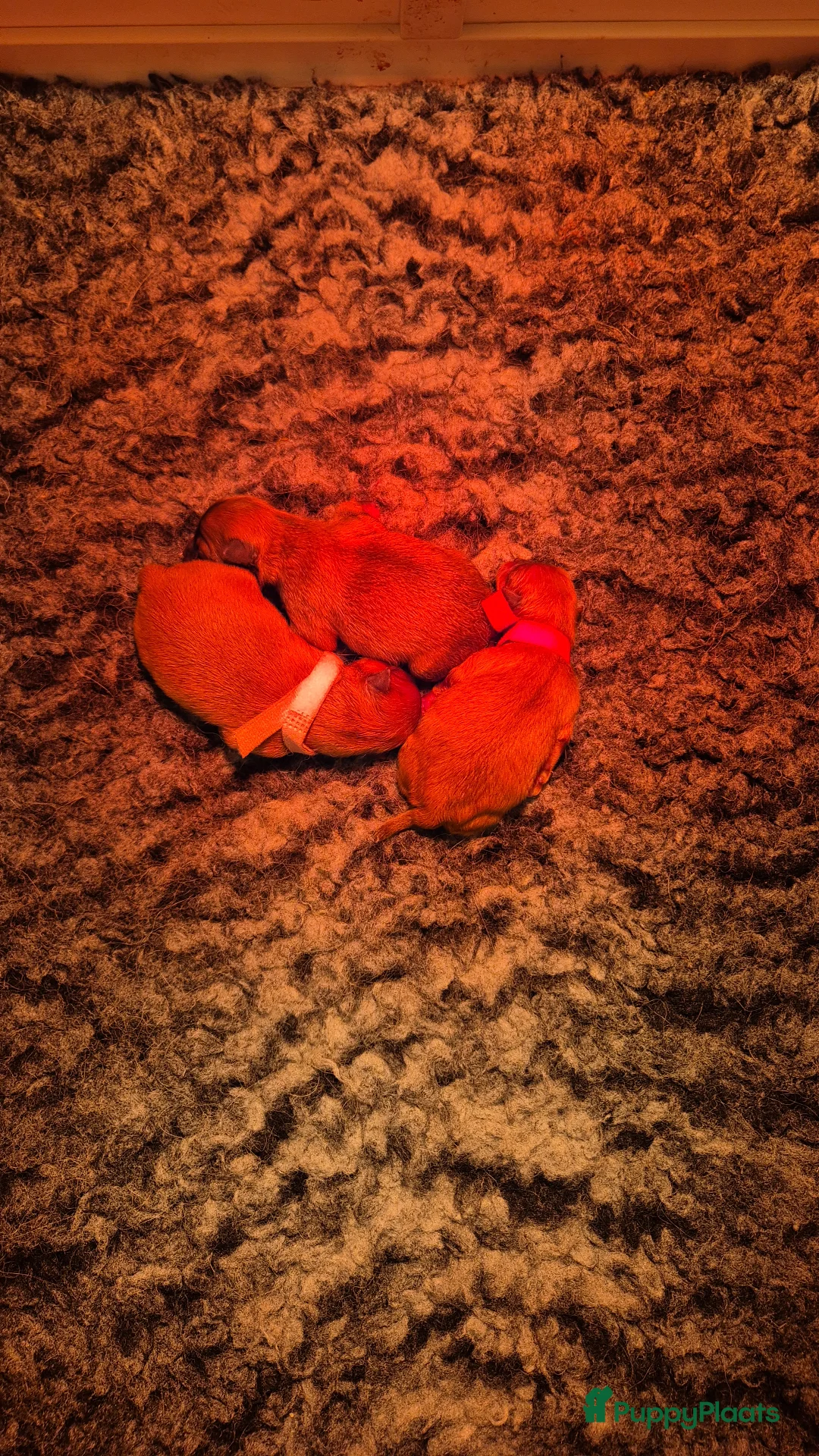 Pomeriaan honden te koop: nog 2 hele schattige teefjes🥰 - Advertentie 3