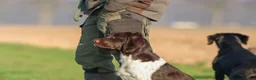 Heidewachtel honden te koop: Prachtige Heidewachtel puppy's aangeboden - Advertentie 3