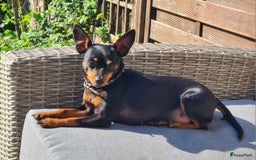 Praagse Rattler honden te koop: Praagse rattler Raszuivere puppy's  - Afbeelding 3