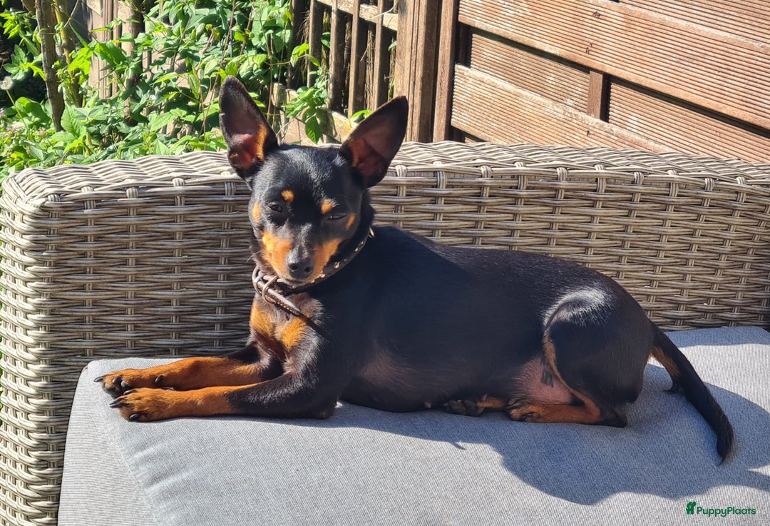 Praagse Rattler honden te koop: Praagse rattler Raszuivere puppy's  - Afbeelding 3