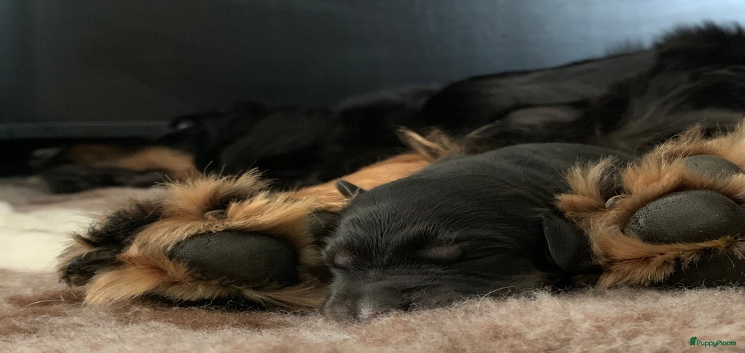 Galerij afbeelding {{count}}