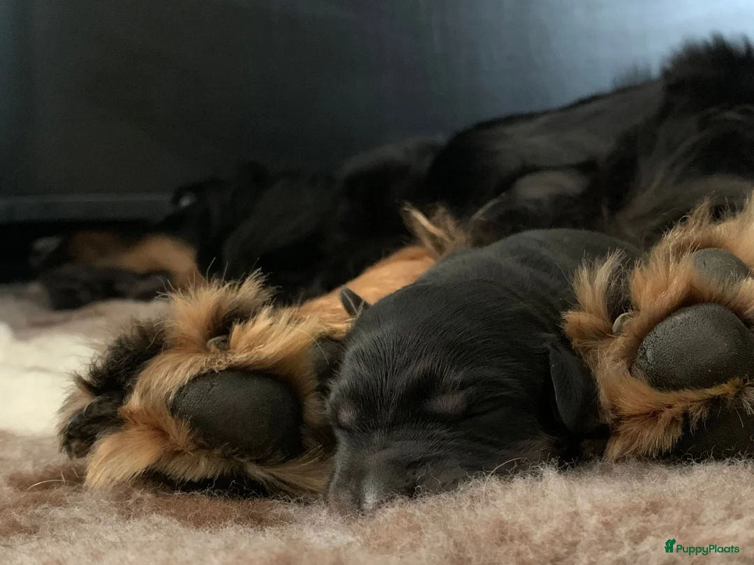 Galerij afbeelding {{count}}