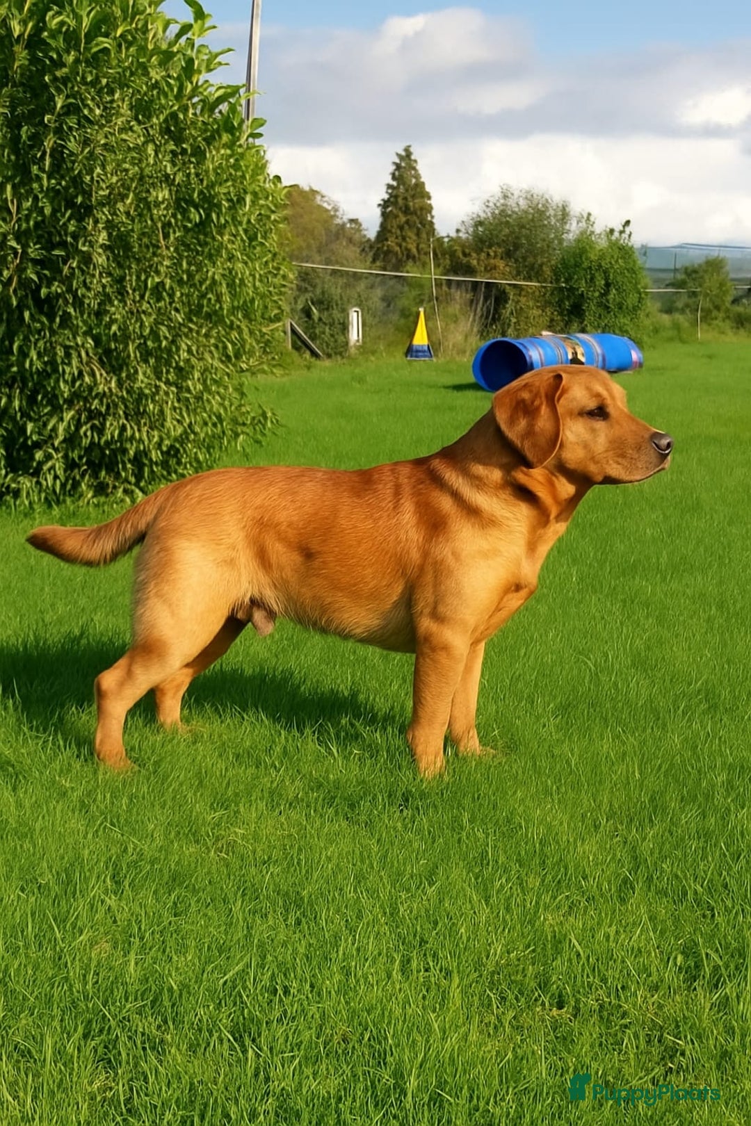 Labrador Retriever honden te koop: Wegens anulering prachtig red fox labrador teefje. - Advertentie 2