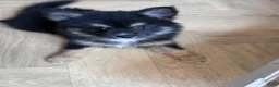 Pomsky honden te koop: 6 pomskys - Advertentie 17