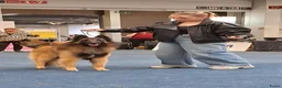 Tervuerense Herder honden ter dekking: Beschikbaar voor Dekking - Advertentie 1