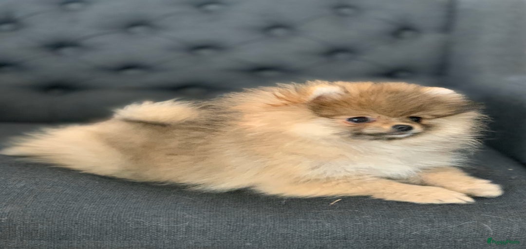 Galerij afbeelding {{count}}