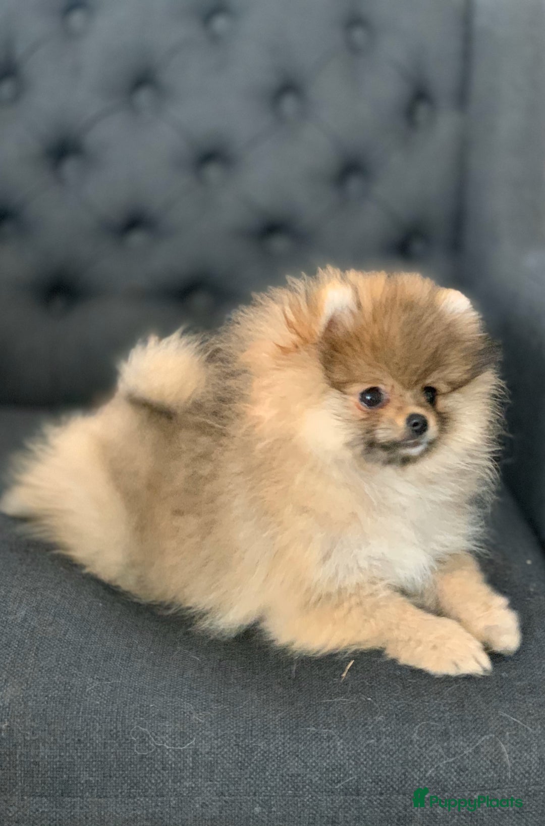 Galerij afbeelding {{count}}