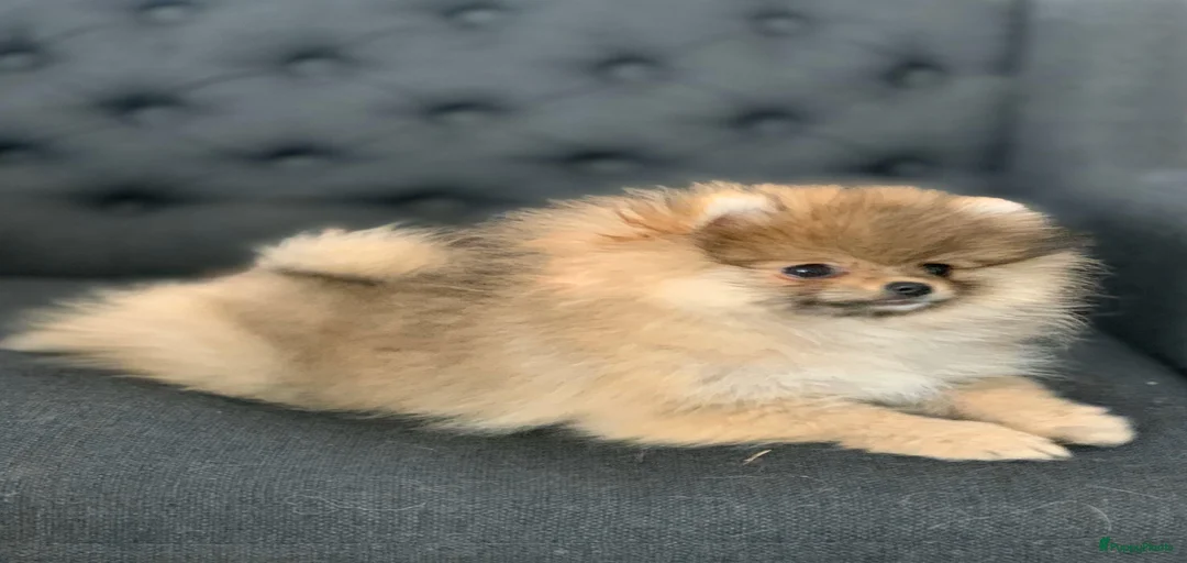 Galerij afbeelding {{count}}