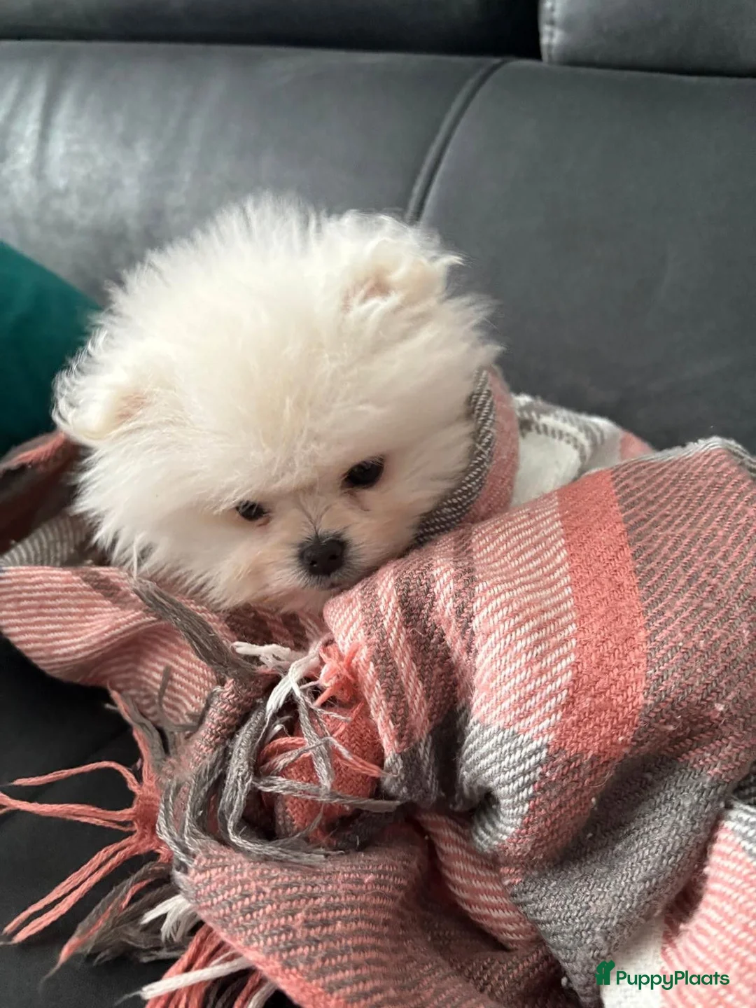 Pomeriaan honden te koop: Witte Pomeriaan pup te koop!  - Advertentie 7