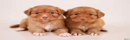 Nova Scotia Duck Tolling Retriever honden te koop: stamboompups - Advertentie 1