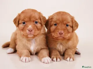 Nova Scotia Duck Tolling Retriever honden stamboompups - Advertentie 5