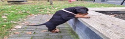 Rottweiler honden te koop: Prachtige Rottweiler pups met STAMBOOM en GARANTIE - Advertentie 9