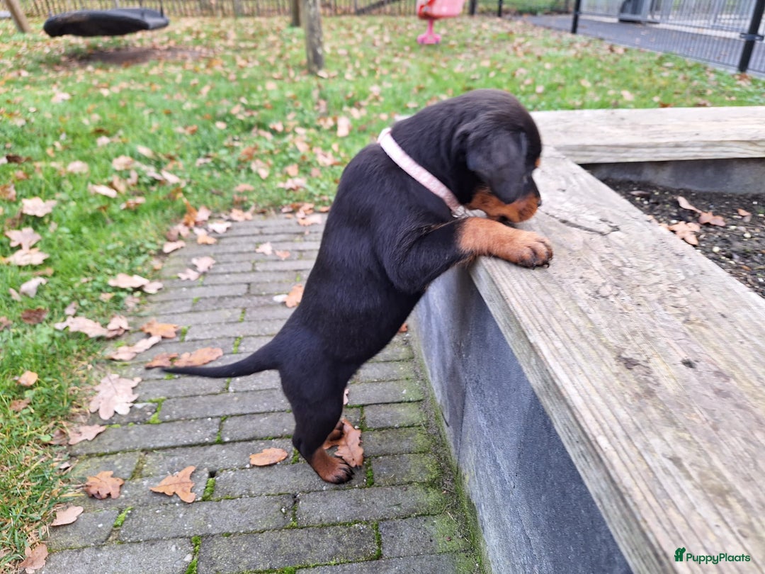Rottweiler honden te koop: Prachtige Rottweiler pups met STAMBOOM en GARANTIE - Advertentie 9