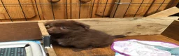 Pomchi honden te koop: Pomchi pups te koop - Advertentie 5