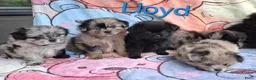 Kruising honden te koop: Prachtig Shiranian F1 pup reu shih tzu x pomeriaan - Advertentie 3