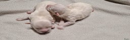 Maltezer honden te koop: Maltezer pups. Rasecht. Vader en moeder aanwezig. - Advertentie 2