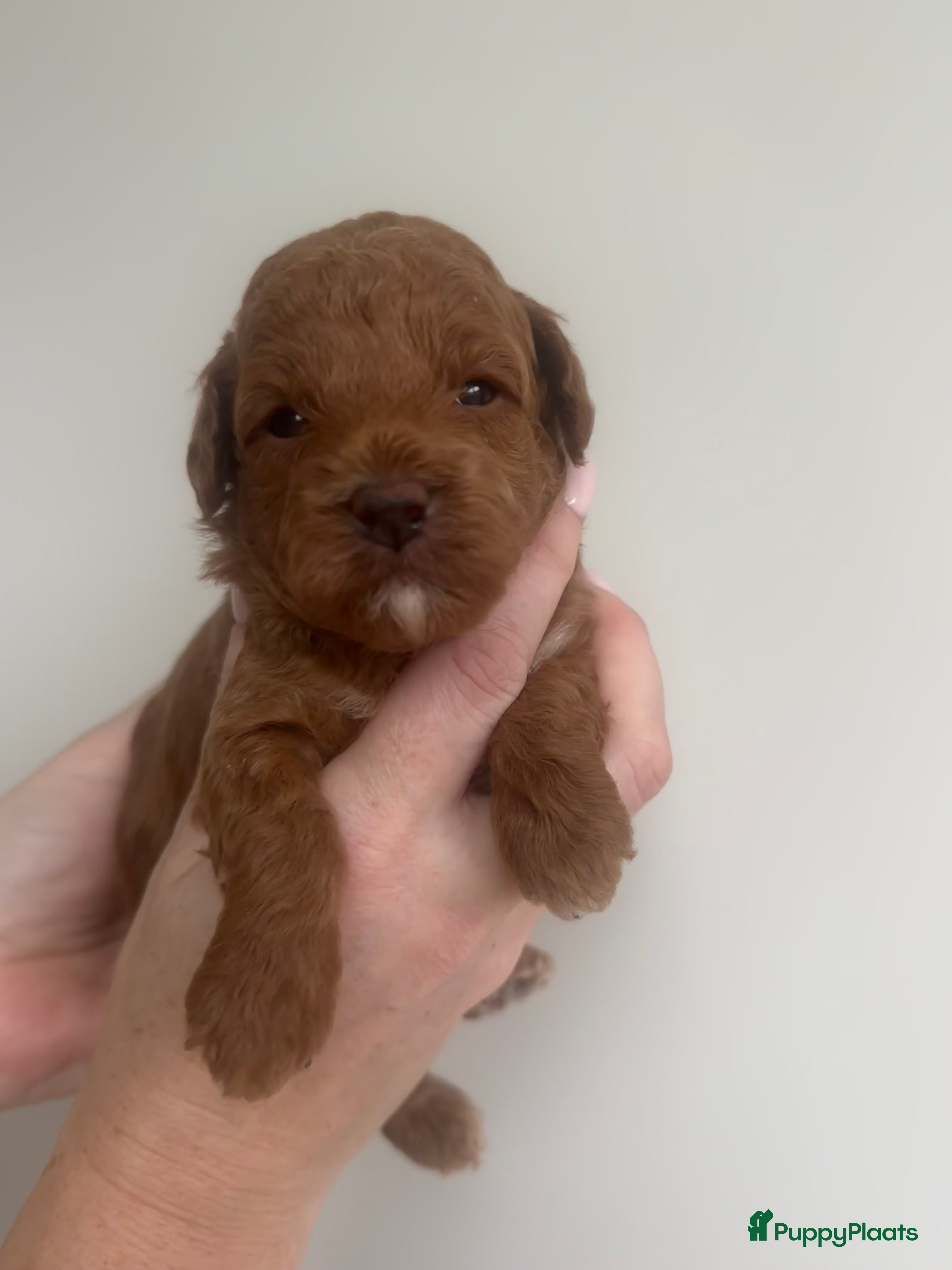 Dwergpoedel honden Prachtige rode dwergpoedel pups - Advertentie 2