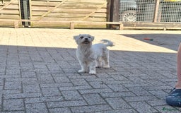Boomer honden te koop: Boomerpups - Afbeelding 6