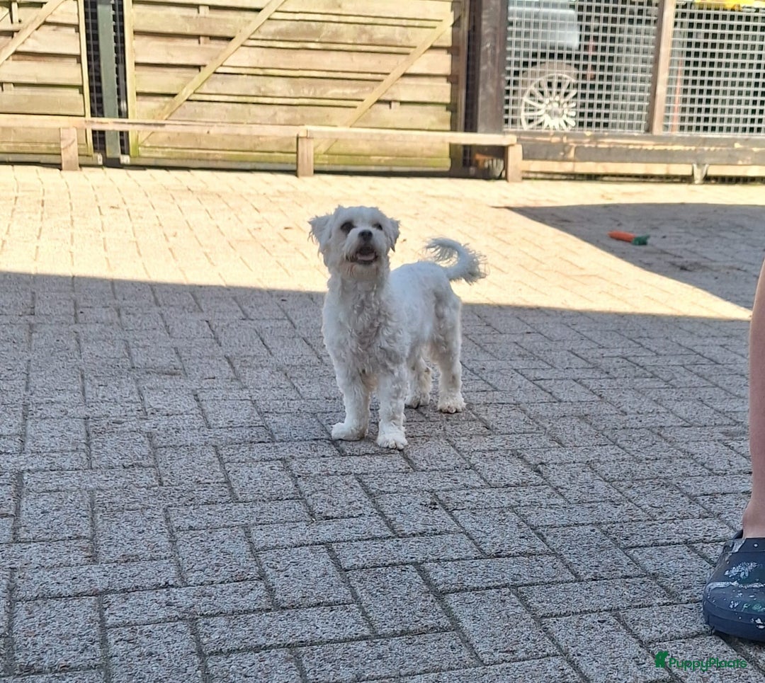 Boomer honden te koop: Boomerpups - Afbeelding 6