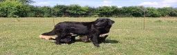 Labrador Retriever honden te koop: Wij hebben hele knappe labrador pups te koop - Advertentie 17