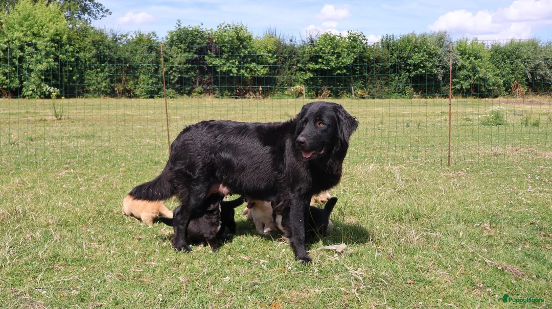 Labrador Retriever honden te koop: Wij hebben hele knappe labrador pups te koop - Advertentie 17