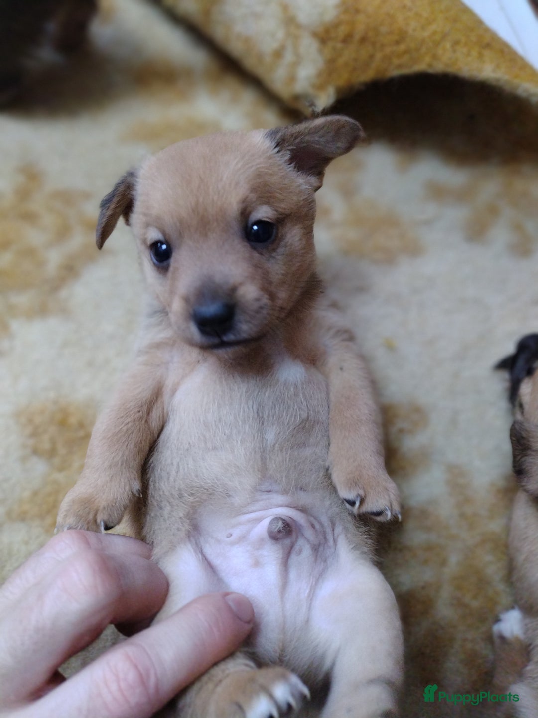 Kruising honden te koop: Jack Russell terriër kruising met pomeriaan reu in Eemnes - Afbeelding 9
