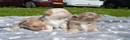 Chihuahua honden te koop: Langharige Chihuahua puppy’s  - Advertentie 14