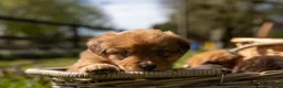 Kruising honden te koop: Australian Toller pups - Advertentie 19
