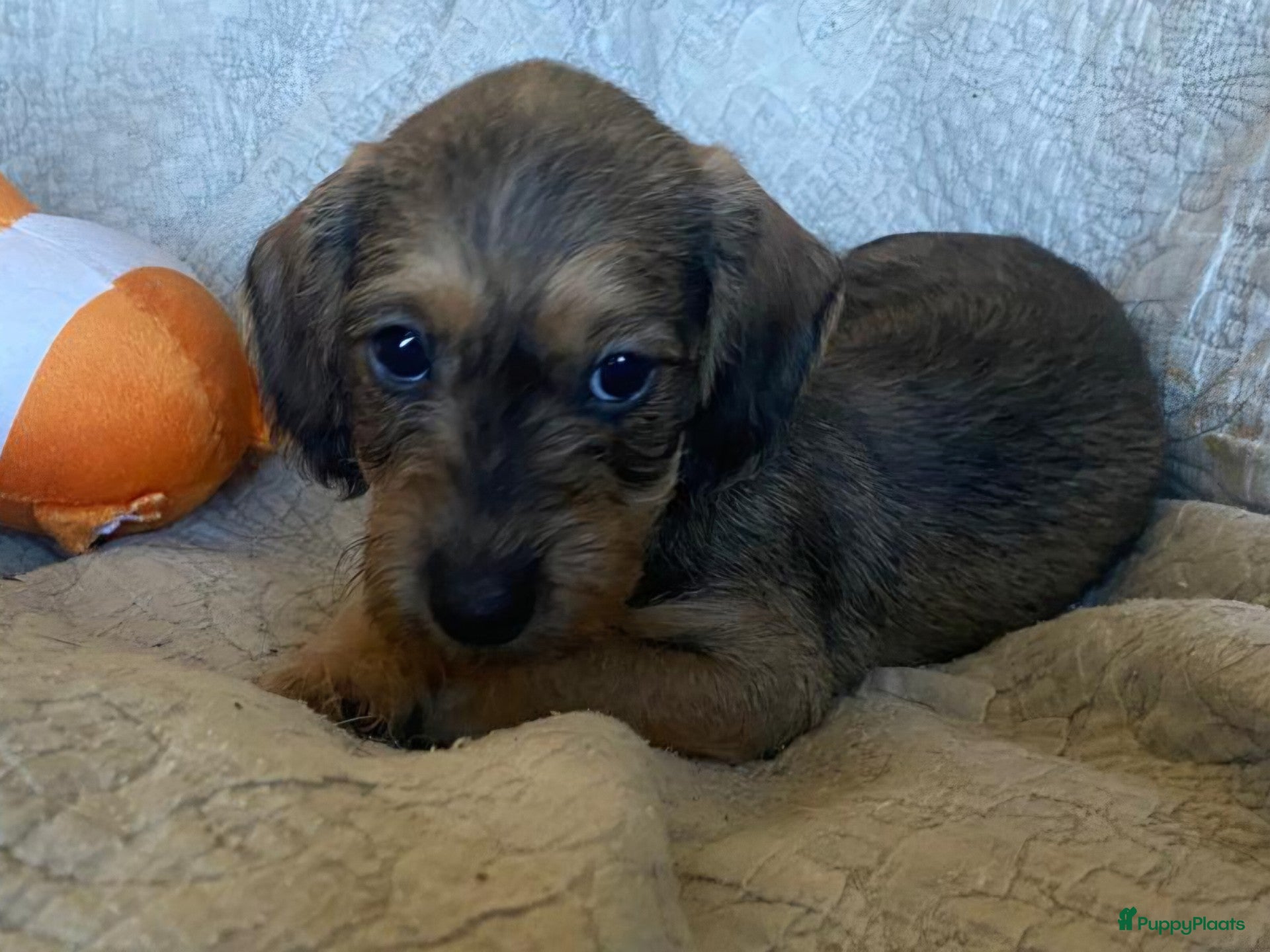 Ruwhaar Teckel honden super mooi nestje ruwharige dwerg/kaninchen pups - Advertentie 1