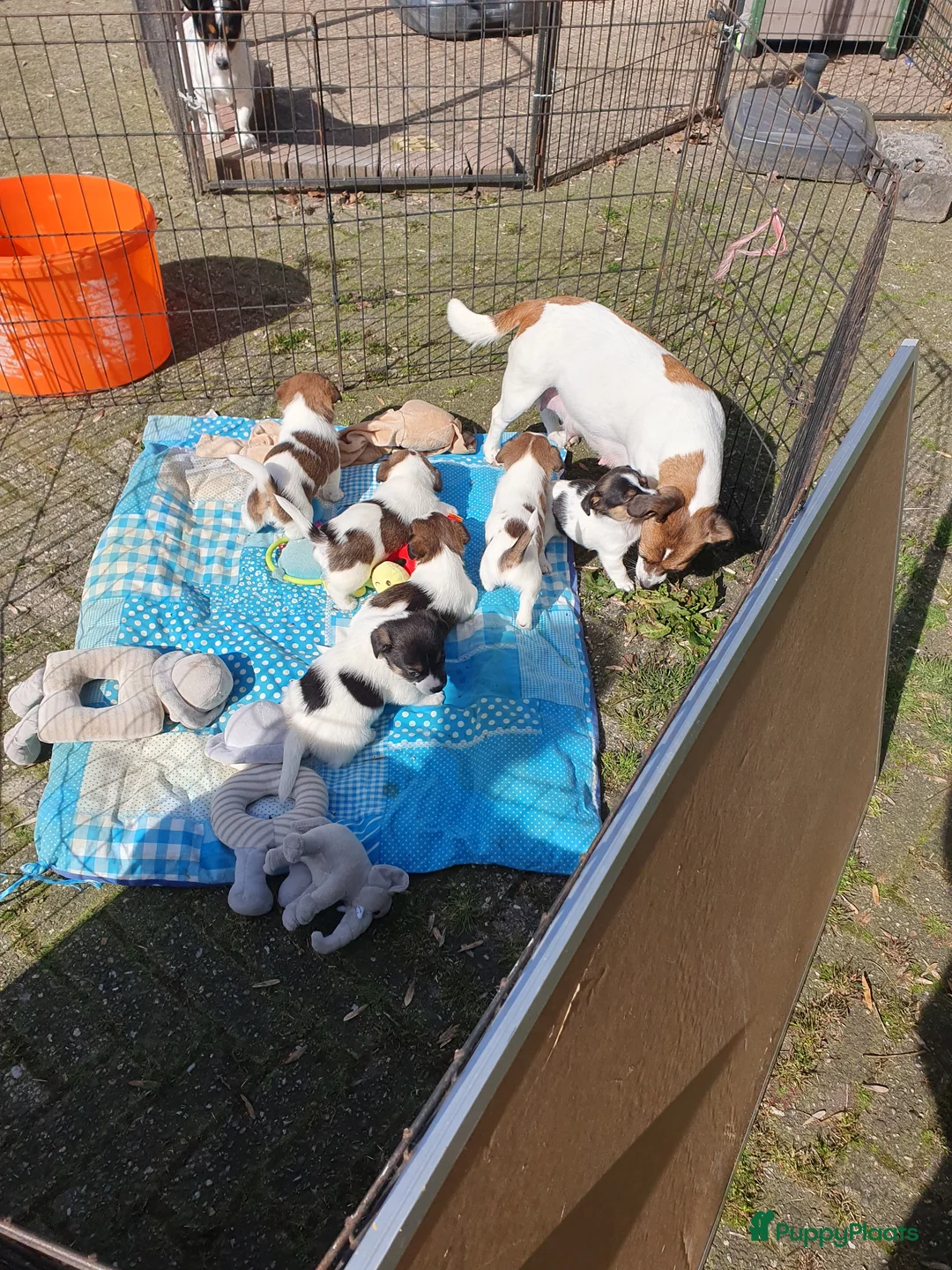 Jack Russel Terriër honden te koop: Speelse gezonde RASZUIVER JACK RUSSELpups LAAGBEEN - Advertentie 1