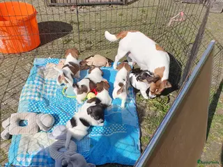 Jack Russel Terriër honden Speelse gezonde RASZUIVER JACK RUSSELpups LAAGBEEN - Advertentie 17