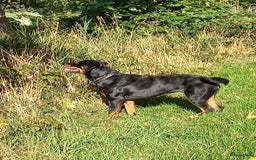 Rottweiler honden te koop: Nog 3 super lieve rottweiler reutjes. - Afbeelding 19