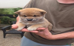 Shiba honden te koop: Shiba Inu pups (nog 1 reutjes beschikbaar) - Afbeelding 5