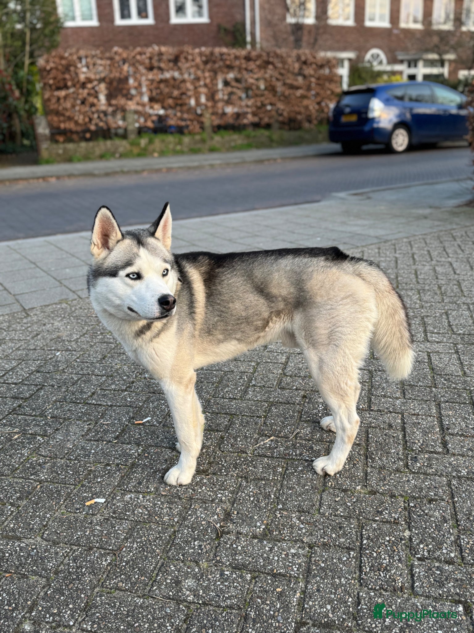 Siberische Husky honden Siberische Husky - Advertentie 4
